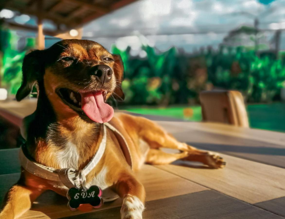 Arenal Backpackers Resort ラ・フォルトゥナ エクステリア 写真 A dog with a tag